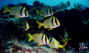 This image of Porkfish was taken during a recent dive at ... by Steven Anderson 